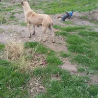 ماده سگ سرابی