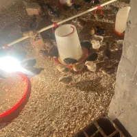 جوجه محلی تخم گذار یکماهه