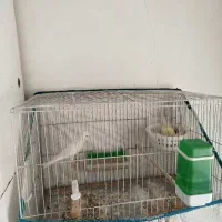 قناری نرو ماده ونرتکی