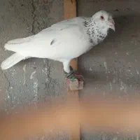 کبوتر گرفتنی