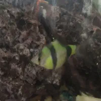 ماهی زینتی|ماهی|قزوین, |دیوار