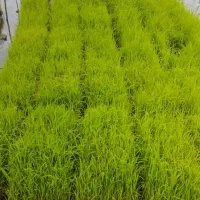 توم هاشمی برای نشا