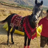 فروش اسب مادیان|اسب و تجهیزات اسب‌سواری|مشگین شهر, |دیوار