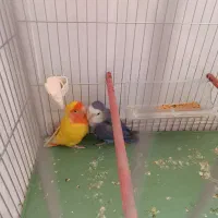 فروش طوطک برزیلی مرند