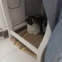 گربه گمشده|حیوانات|کرج, خرمدشت|دیوار