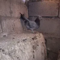 کبوتر فروشی|پرنده|مهاباد (آذربایجان غربی), |دیوار