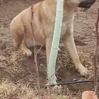 گمشده سگ سرابی