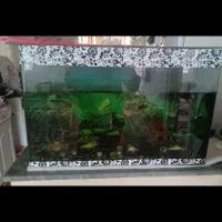 فروش آکواریوم شیشه خم