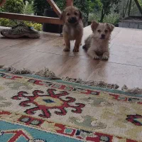 سگ پامر اشپیتز نرو ماده