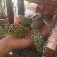 فروش مرغ عشق|پرنده|بروجرد, |دیوار