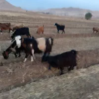 بز قیمت مناسب|حیوانات مزرعه|پیر سلیمان, |دیوار