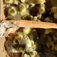 غاز دو روزه در چمران قیمت ۱۳۰۰۰۰۰ مقطوع