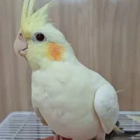 عروس هلندی|پرنده|بندر انزلی, مسکن مهر|دیوار