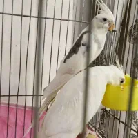 عروس هلندی البینو دوکت