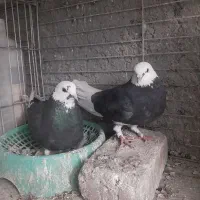 سه جفت شازده سیاه سرورزردهما دونسته