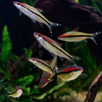 گله ی ده تایی ماهی ردلاین