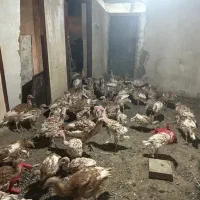 جوجه بوقلمون بوربون|حیوانات مزرعه|بانه, |دیوار