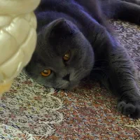 گربه نر اسکاتیش فولد