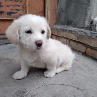 میکس توله شیتنزو اشپیتز