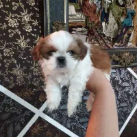 شیتزو فلت عروسکی