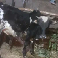 ورزا محلی خوشگل و جوان