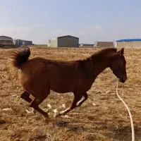 اسب|اسب و تجهیزات اسب‌سواری|خمین, |دیوار