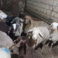 سلام فروش گوسفند وگوسالله زنده بهداشتی بدونه واسطه|حیوانات مزرعه|تهران, جنت‌آباد مرکزی|دیوار