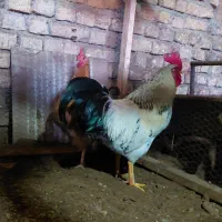 لاری‌م|حیوانات مزرعه|مزرعه کتول, |دیوار