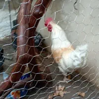 خروس بالغ خانگی|حیوانات مزرعه|مشهد, رده|دیوار