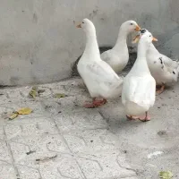 فروش اردک و خروس