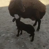 فروش یک راس میش افشاری