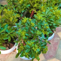 انواع بنسای جنسینگ ناروند میخک و...