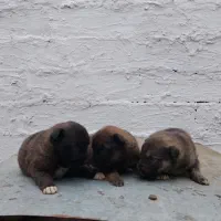 ژرمن شپرد|سگ|رشت, حومه رشت|دیوار