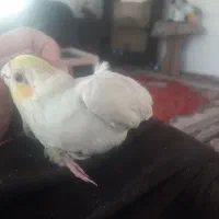 عروس هلندی طلایی|پرنده|هادی شهر, |دیوار