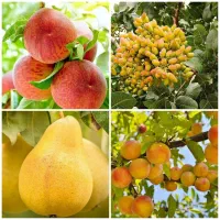 ارائه نهال هلو گلابی زردالو پسته