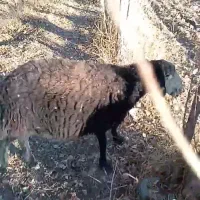 ۲راس میش هترو سینه کرده