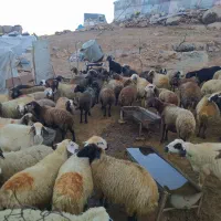 فروش بز وتی بز میش وشیشک چاق درجه یک کشتاری