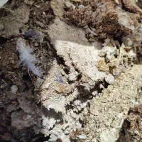 کود مرغی وکبوتر