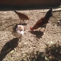 خروس محلی برای قربونی