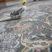 عروس هلندی گمشده با مژدگانی|پرنده|قم, شاه سید علی|دیوار