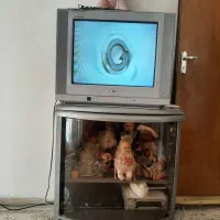 تلوزیون