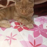 گربه حرف گوش کن|گربه|ملک‌آباد, |دیوار