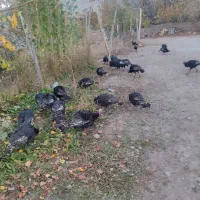 بوقلمون کاملا طبیعی و اورگانیک|حیوانات مزرعه|مشگین شهر, |دیوار