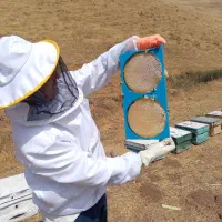 عسل طبیعی|خوردنی و آشامیدنی|مهاباد (آذربایجان غربی), |دیوار