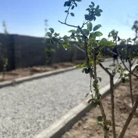 باغ ۲۶۷ متری/سهمیه آب،شرایط اقساط|فروش زمین و ملک کلنگی|اسلامشهر, شهرک احمدیه|دیوار