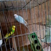 یک جفت مرغ عشق نرو ماده
