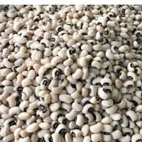 لوبیا بلبلی