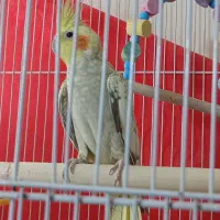 عروس هلندی مولد|پرنده|سراوان, |دیوار