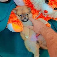 پامر خرسی عروسکی|سگ|رشت, دیانتی|دیوار