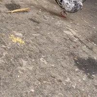 کبود هفترنگ|حیوانات|بشاریات, |دیوار